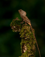 Casque-headed Lizard