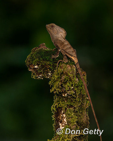 Casque-headed Lizard