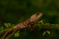 Casque-headed Lizard