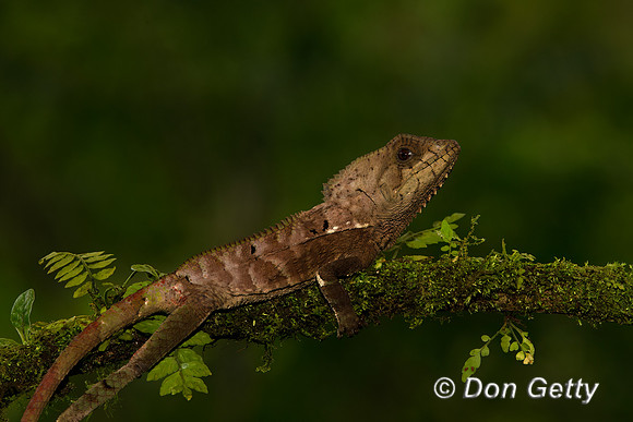 Casque-headed Lizard