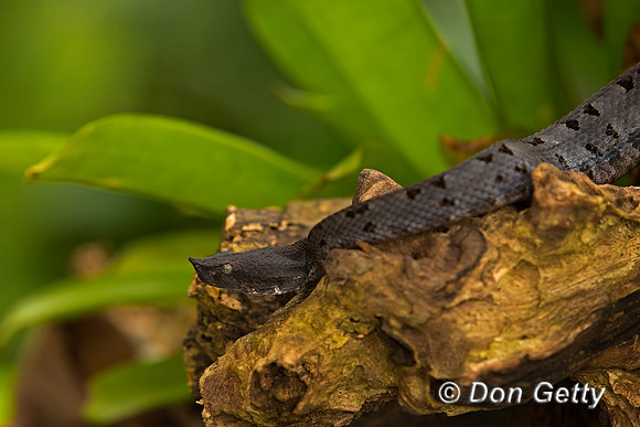 Rainforest Hognosed Pitviper
