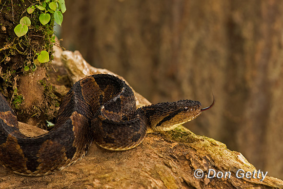 Jumping Pitviper