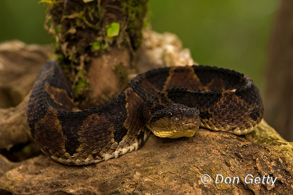 Neotropical Rattlesnake