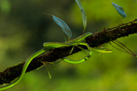 Green Vine Snake