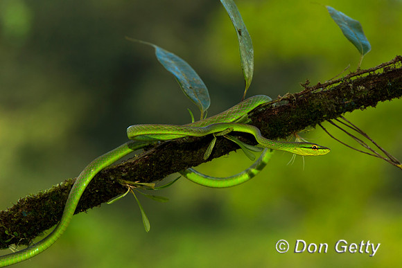 Green Vine Snake