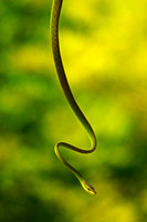 Green Vine Snake