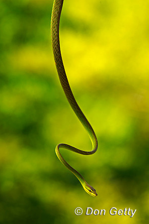 Green Vine Snake