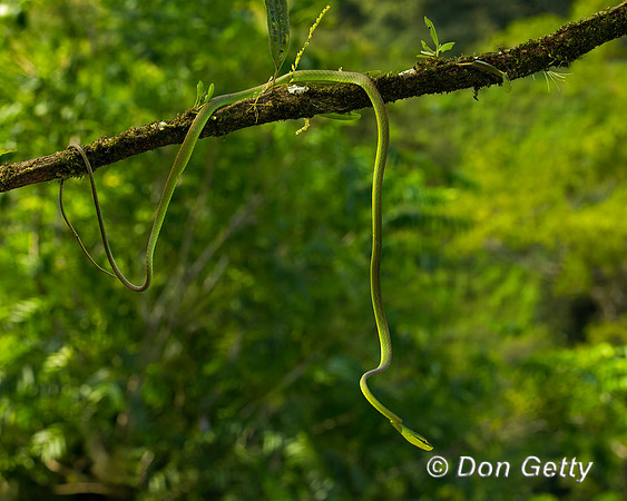 Green Vine Snake