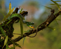 Parrot Snake
