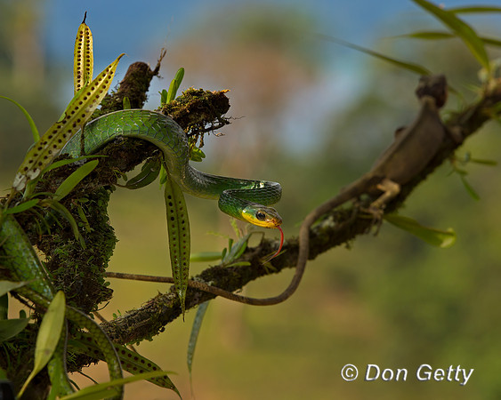 Parrot Snake