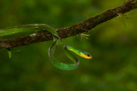 Parrot Snake