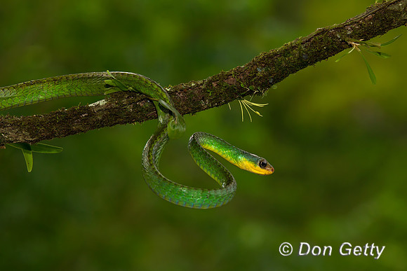 Parrot Snake