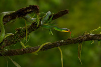 Parrot Snake
