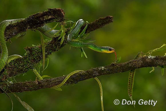 Parrot Snake
