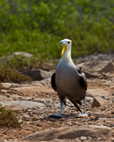 Waved Albatross