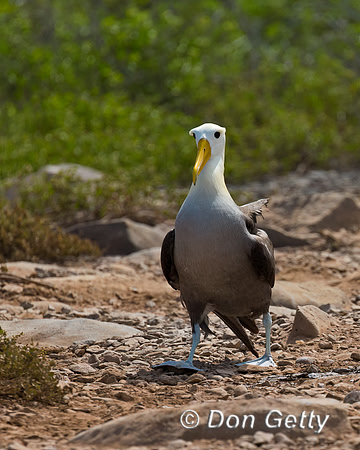Waved Albatross
