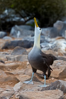 Waved Albatross