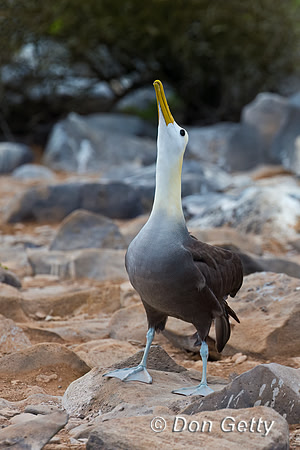 Waved Albatross