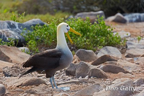 Waved Albatross