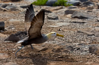 Waved Albatross