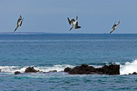 Blue-footed Booby