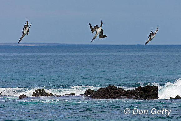 Blue-footed Booby