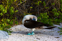 Blue-footed Booby