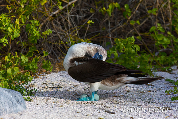 Blue-footed Booby