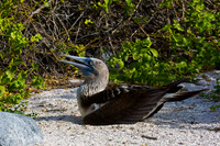 Blue-footed Booby