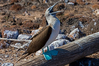 Blue-footed Booby