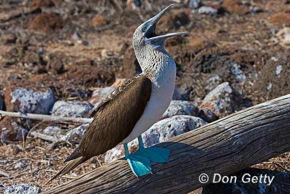 Blue-footed Booby