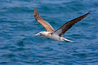 Blue-footed Booby