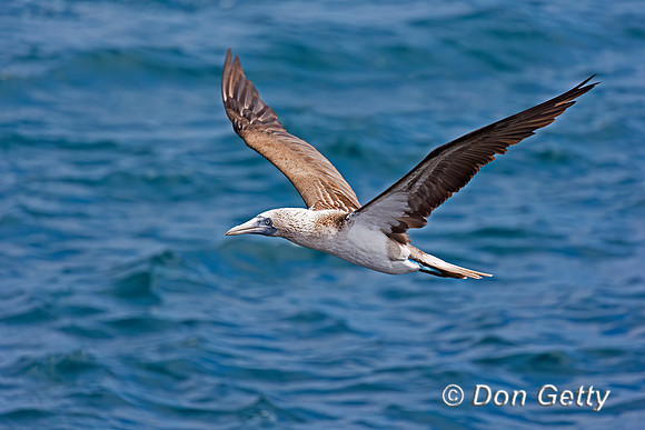 Blue-footed Booby