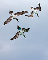 Blue-footed Booby