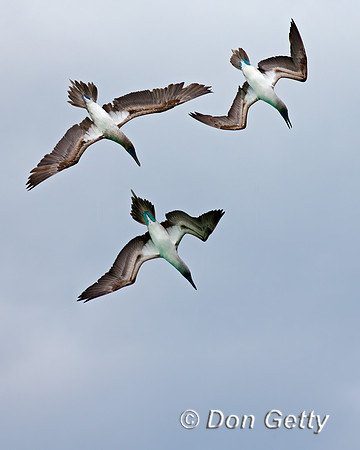Blue-footed Booby