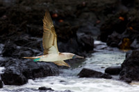 Blue-footed Booby