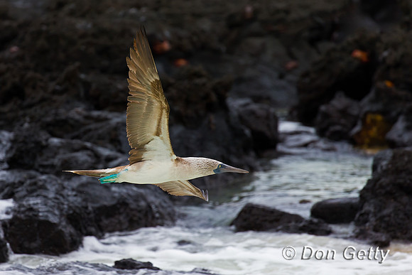 Blue-footed Booby