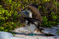 Blue-footed Booby