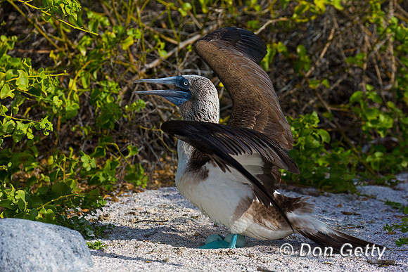 Blue-footed Booby