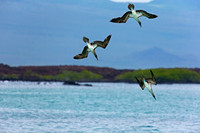 Blue-footed Booby