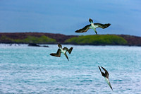 Blue-footed Booby