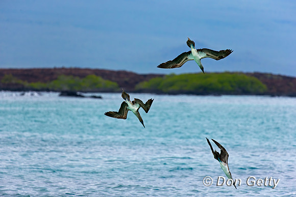 Blue-footed Booby
