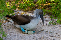 Blue-footed Booby