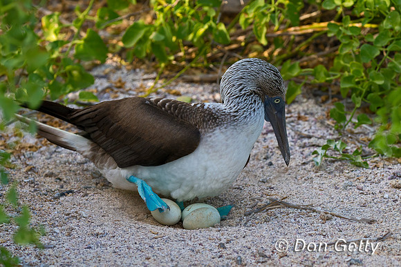 Blue-footed Booby