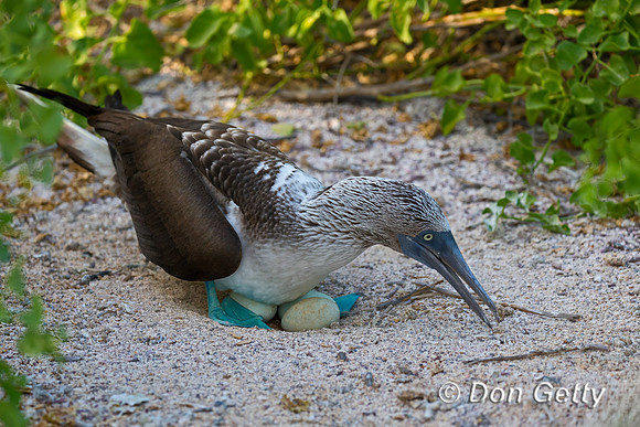 Blue-footed Booby