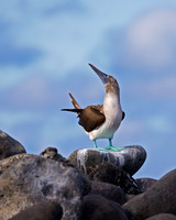 Blue-footed Booby