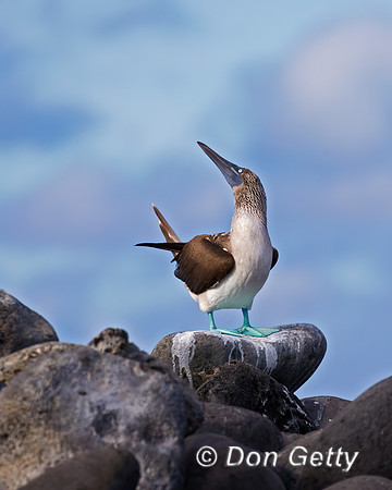 Blue-footed Booby
