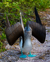 Blue-footed Booby