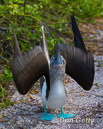 Blue-footed Booby