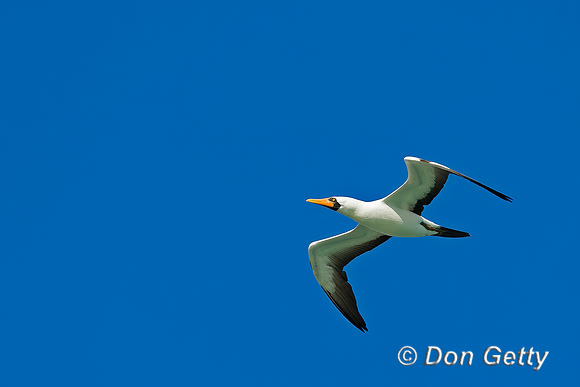Nazca Booby
